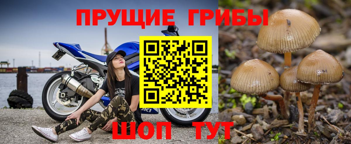 Псилоцибиновые грибы GOLDEN TEACHER  Галлюциногенные грибы Magic Shrooms  продажа наркотиков  Вход с VPN  Баксан 